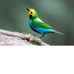 Ａ ｐｌａｃｅ ｗｈｅｒｅ ｂｉｒｄｓ ｇｏ．．．
