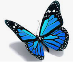 The Aesthetic Butterflies Group