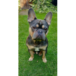 Stanley bulldog