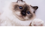 Cats mwahh