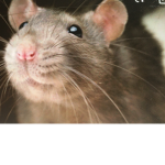 Good rats