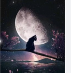 Kitty moon club!