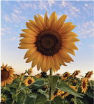 ~Happy_Sunflowers~