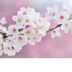My little cherry blossoms!
