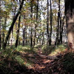 Relaxing Forest