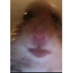 Hamster Nation!