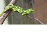 Ashtons gecko group