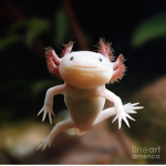 Axy the axolotl group