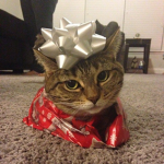 kitty is here