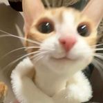 gatos :D