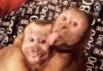 Monkey’s Rule