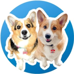 CORGIS GO