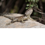 The Soldier Lizard