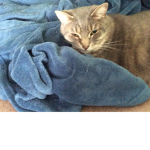 Hello I meow meow