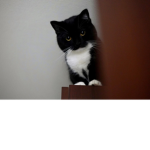 Kittne Adoption Center