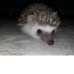 Hedgehogs Forever