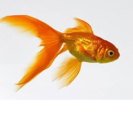Go fish studios