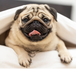 PugPlayzFam