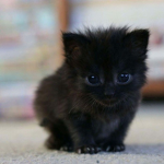 The black cat crew
