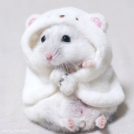 hamster army*
