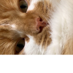 Kitty Cats Rule <3