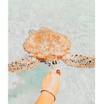- Oceanside -