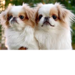 Japanese Chin Lovers