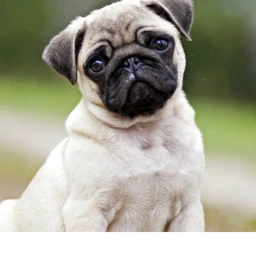 fint the pug new pug icon