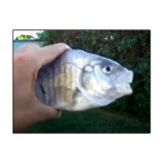 Last Of Fish