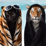 Zoey’s Zoo
