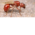 insect world and ANTS