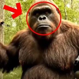 Bigfoot Vlog Simulator