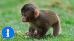 Help the Monkeys!