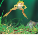 Frog family & friends
