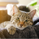 blended cats