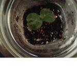 PLANTS UNITED.