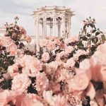 Lesy Aesthics