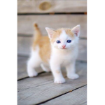 #Kitty Hazel Belle