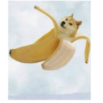 banana and doge