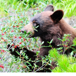Olive / Bear's Fan Club :>