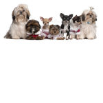Dog army [Official]