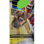 Pupper dog
