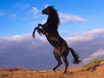 Diamond Riding Horse Academy