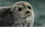 #SEALGANG