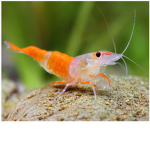 The Fresh Water Shrimps