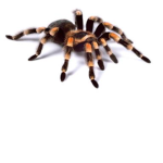 The Spider Spy