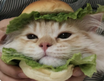 - burgers -