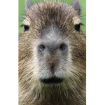 The capybarals