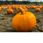 Pumpkin religion
