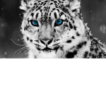 Snowleperd